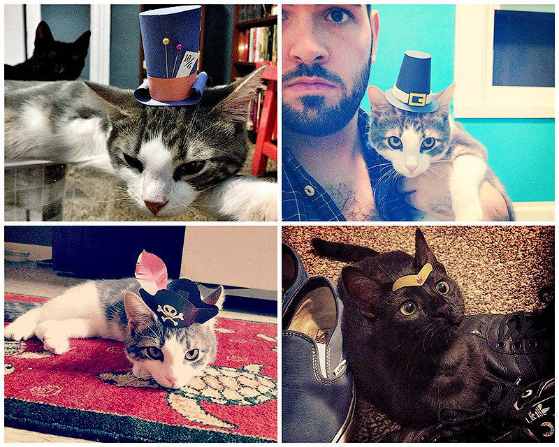 Котики в шапочках