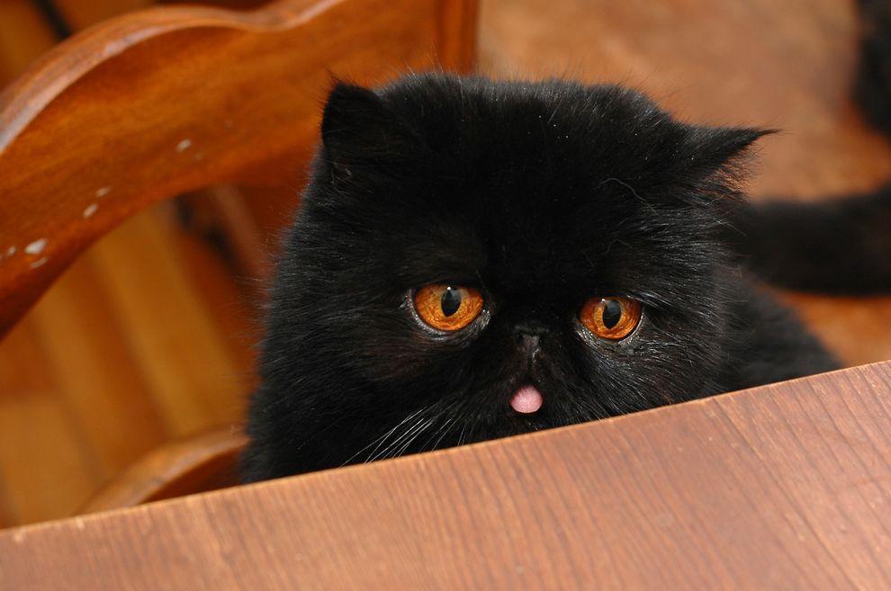 Фотография: Лучшая кошка этого сезона - Черника №4 - BigPicture.ru