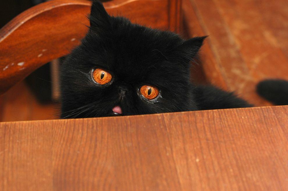 Фотография: Лучшая кошка этого сезона - Черника №5 - BigPicture.ru