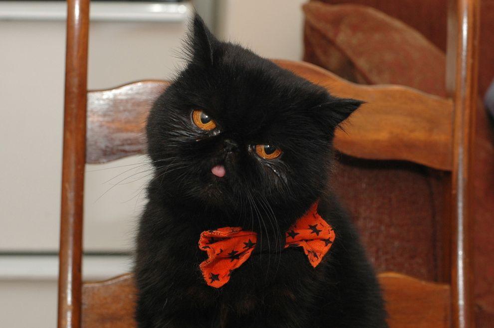 Фотография: Лучшая кошка этого сезона - Черника №12 - BigPicture.ru
