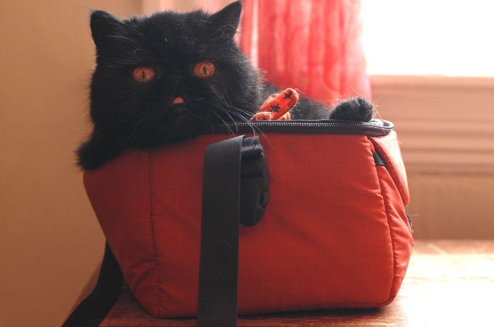 Фотография: Лучшая кошка этого сезона - Черника №18 - BigPicture.ru