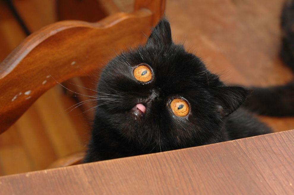 Фотография: Лучшая кошка этого сезона - Черника №21 - BigPicture.ru