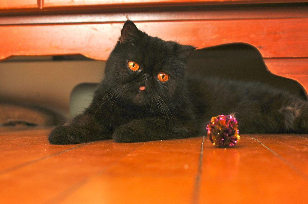 Фотография: Лучшая кошка этого сезона - Черника №22 - BigPicture.ru