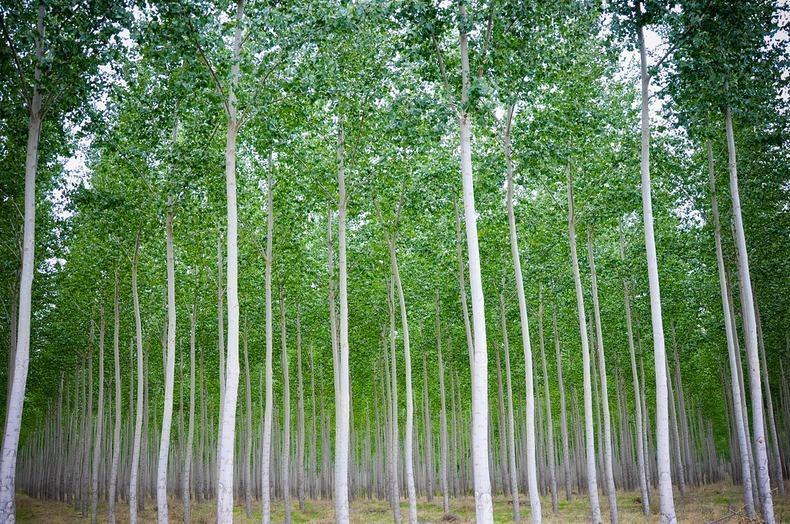 Фотография: Как выглядит живописная лесоферма в Орегоне №11 - BigPicture.ru