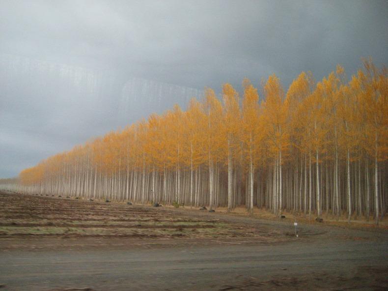 Фотография: Как выглядит живописная лесоферма в Орегоне №17 - BigPicture.ru