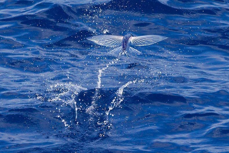 Фотография: Летучие рыбки Exocoetidae №4 - BigPicture.ru