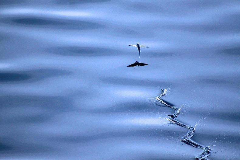Фотография: Летучие рыбки Exocoetidae №8 - BigPicture.ru