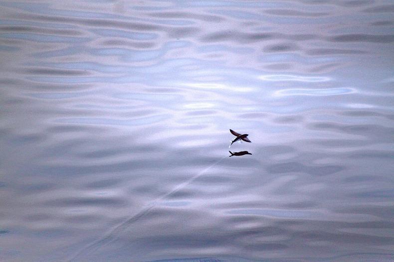 Фотография: Летучие рыбки Exocoetidae №9 - BigPicture.ru