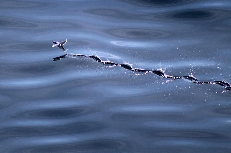 Фотография: Летучие рыбки Exocoetidae №10 - BigPicture.ru