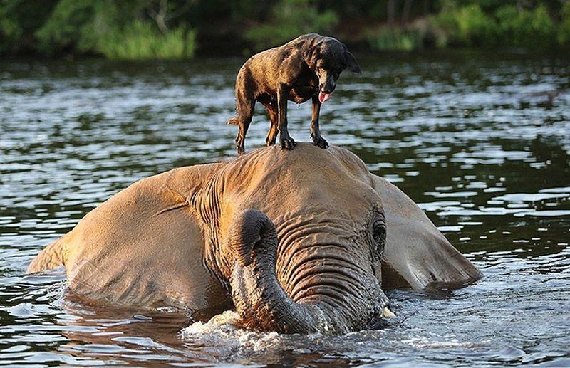 Фотография: Лучшие друзья - собака и слон №2 - BigPicture.ru