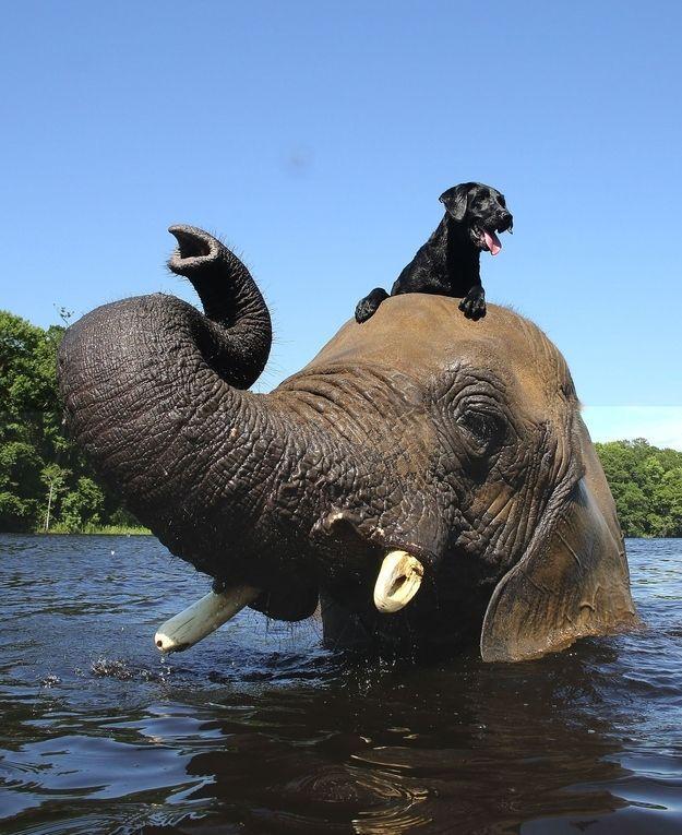 Фотография: Лучшие друзья - собака и слон №4 - BigPicture.ru