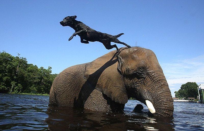 Фотография: Лучшие друзья - собака и слон №6 - BigPicture.ru
