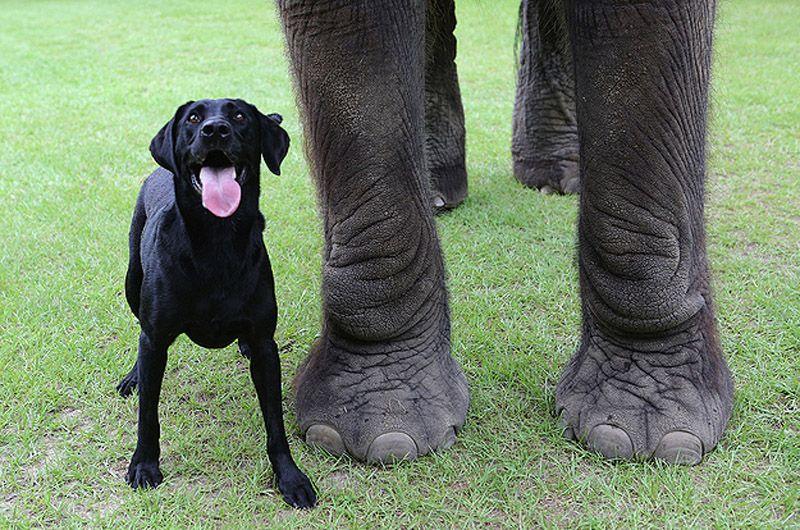 Фотография: Лучшие друзья - собака и слон №7 - BigPicture.ru