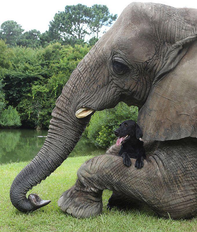 Фотография: Лучшие друзья - собака и слон №8 - BigPicture.ru