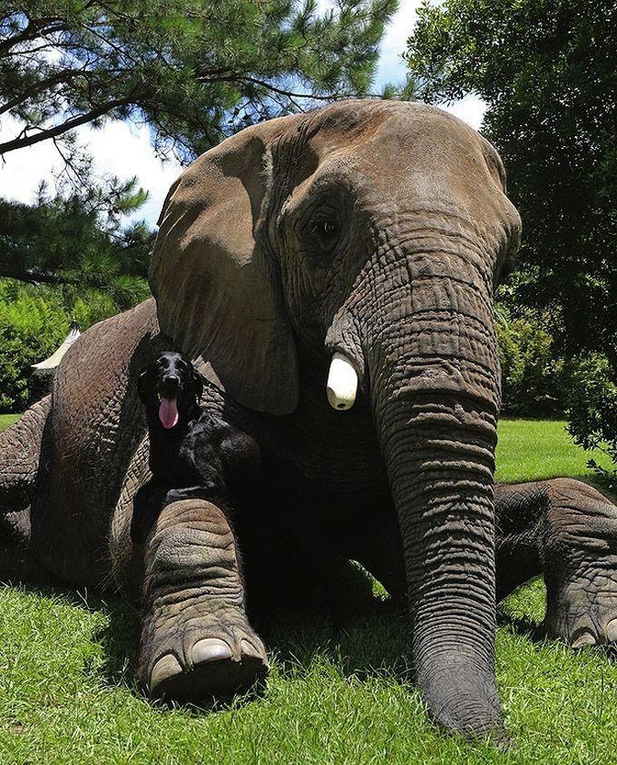 Друзья слоник. Слон. Слоны удивительные животные. Необычная Дружба. Необычная Дружба животных.