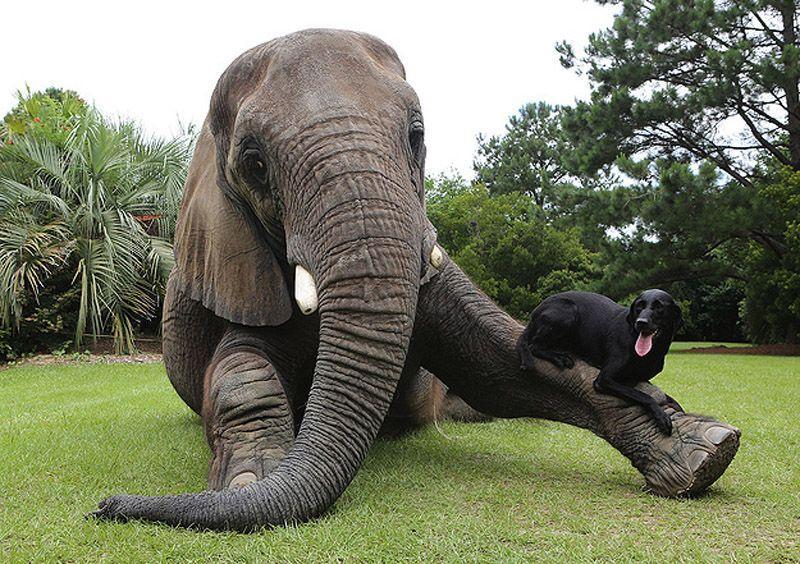 Фотография: Лучшие друзья - собака и слон №10 - BigPicture.ru