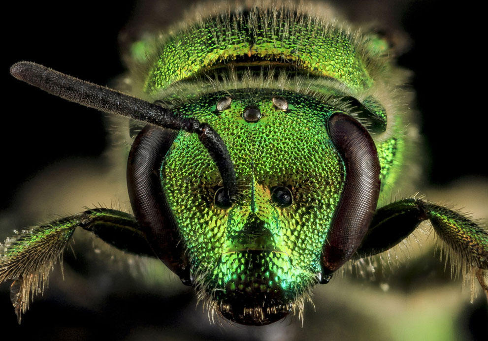 Фотография: Прекрасные насекомые №10 - BigPicture.ru