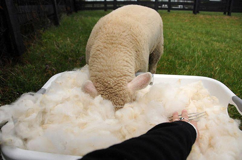 Фотография: Очаровательная овечка Мейзи №3 - BigPicture.ru