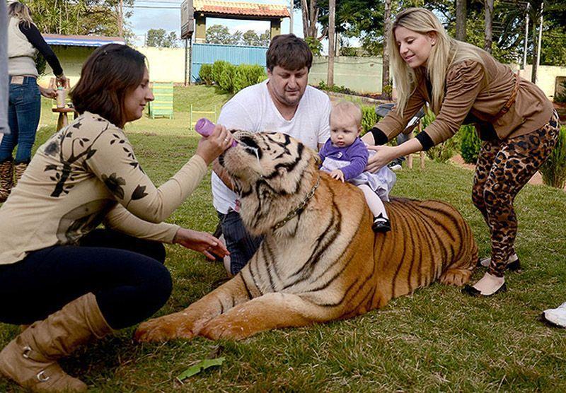 Фотография: Тигр вместо домашнего питомца: в бразильской семье живут 7 хищников №3 - BigPicture.ru