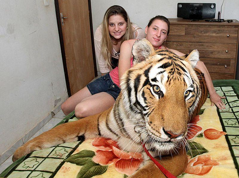 Фотография: Тигр вместо домашнего питомца: в бразильской семье живут 7 хищников №5 - BigPicture.ru