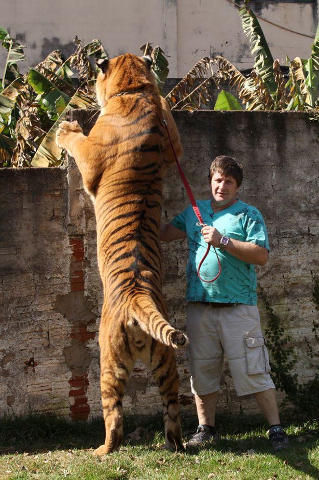 Фотография: Тигр вместо домашнего питомца: в бразильской семье живут 7 хищников №9 - BigPicture.ru