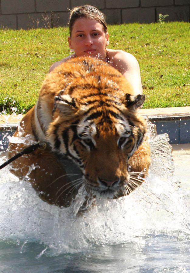 Фотография: Тигр вместо домашнего питомца: в бразильской семье живут 7 хищников №11 - BigPicture.ru
