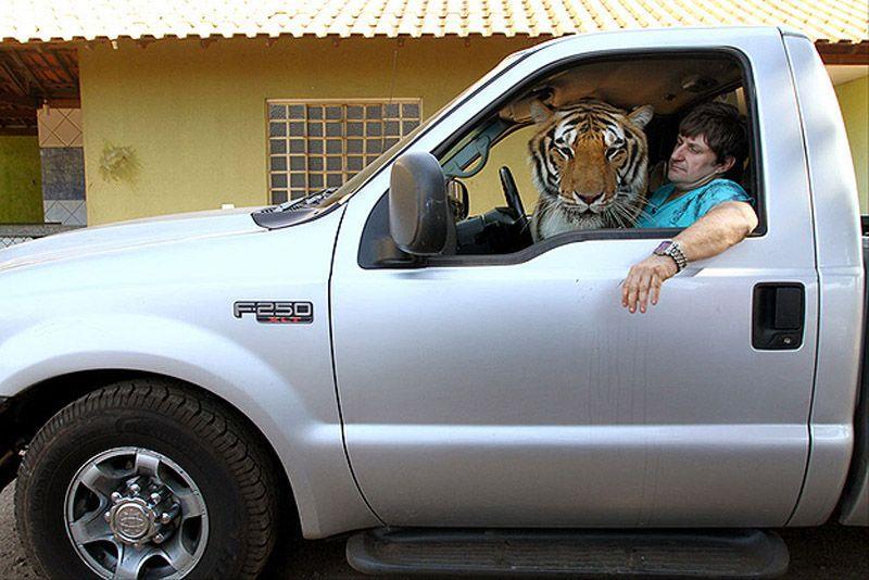 Фотография: Тигр вместо домашнего питомца: в бразильской семье живут 7 хищников №13 - BigPicture.ru