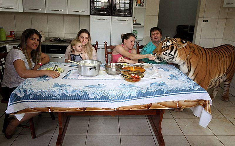 Фотография: Тигр вместо домашнего питомца: в бразильской семье живут 7 хищников №14 - BigPicture.ru