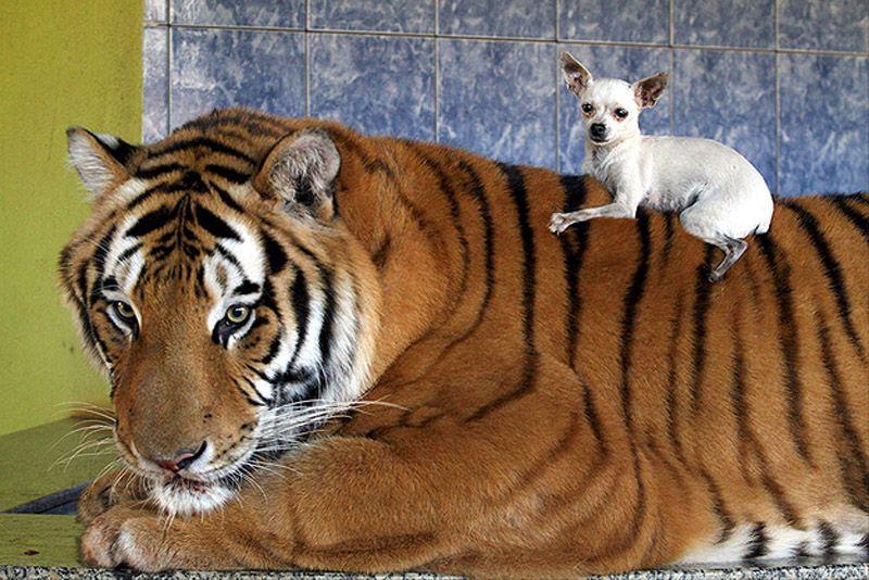 Фотография: Тигр вместо домашнего питомца: в бразильской семье живут 7 хищников №16 - BigPicture.ru