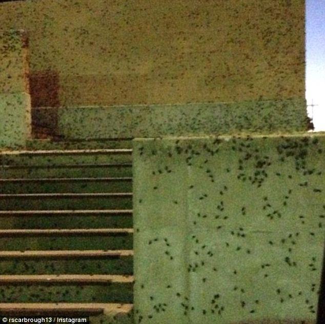 Фотография: Библейская чума: Штаты атаковали насекомые-каннибалы №9 - BigPicture.ru