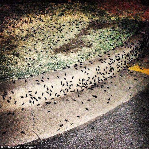 Фотография: Библейская чума: Штаты атаковали насекомые-каннибалы №14 - BigPicture.ru