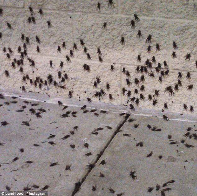 Фотография: Библейская чума: Штаты атаковали насекомые-каннибалы №5 - BigPicture.ru