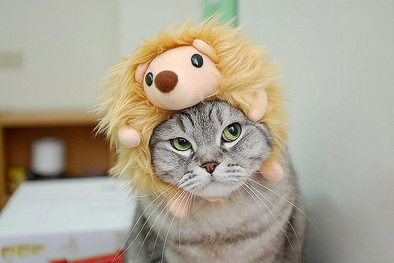 Фотография: Чем ежики лучше кошек №1 - BigPicture.ru