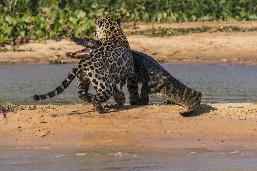 Фотография: Ягуар против крокодила - кто кого? №6 - BigPicture.ru