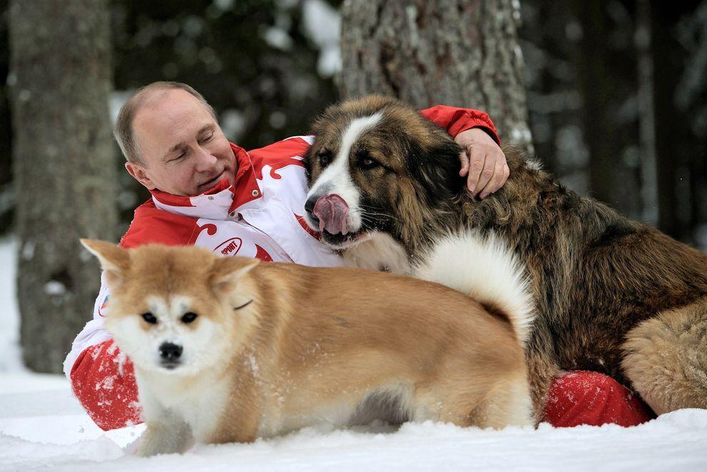 Фотография: 20 самых ярких фотографий Путина с животными №21 - BigPicture.ru