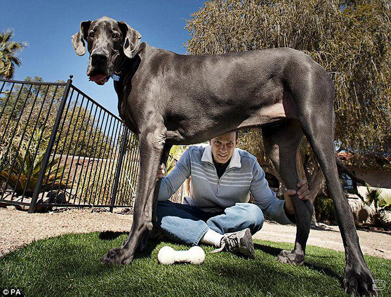 Фотография: В США умерла самая большая собака в мире №4 - BigPicture.ru