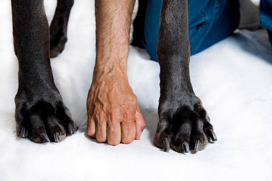 Фотография: В США умерла самая большая собака в мире №11 - BigPicture.ru