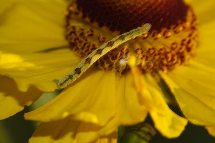 Гусеница-цветок фото