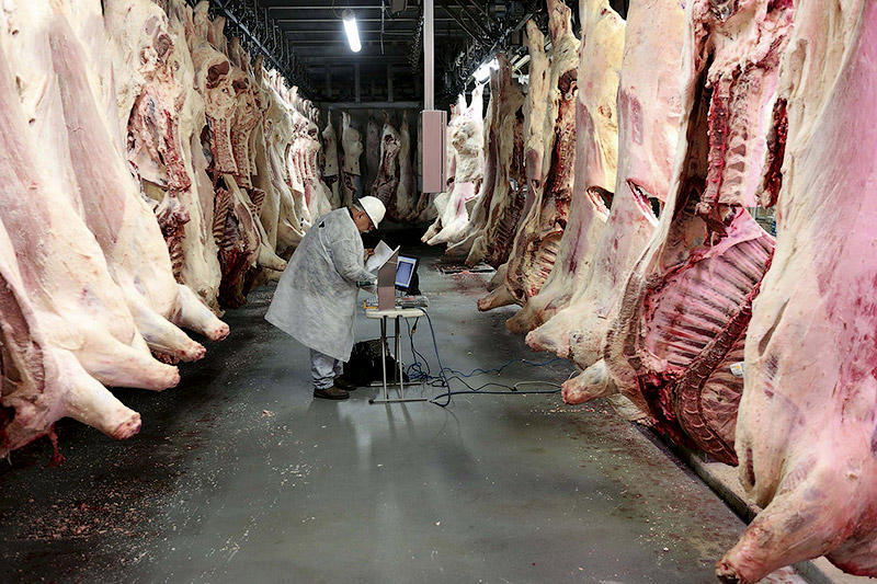 Фотография: Как делают мясо, которое мы едим №1 - BigPicture.ru