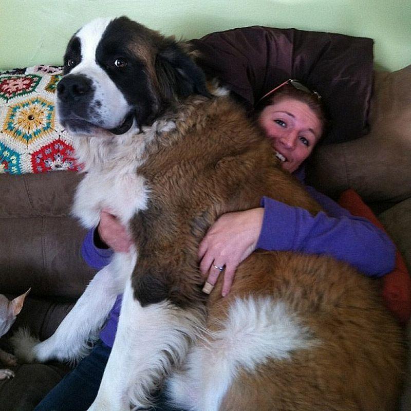 Фотография: Большие собаки, которых нельзя не любить №4 - BigPicture.ru