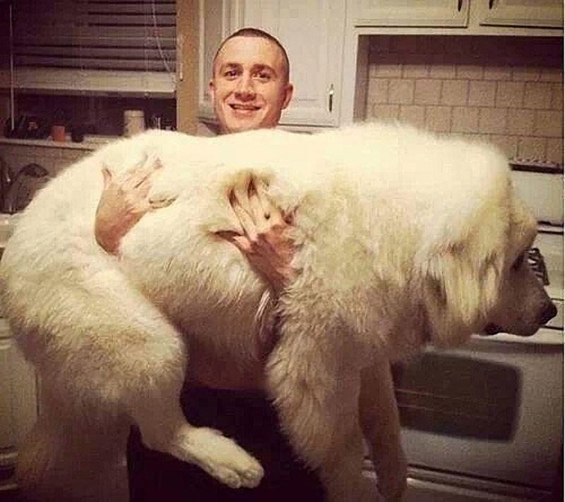 Фотография: Большие собаки, которых нельзя не любить №7 - BigPicture.ru