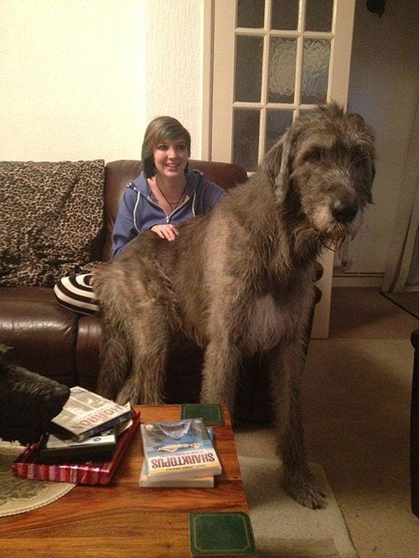 Фотография: Большие собаки, которых нельзя не любить №10 - BigPicture.ru