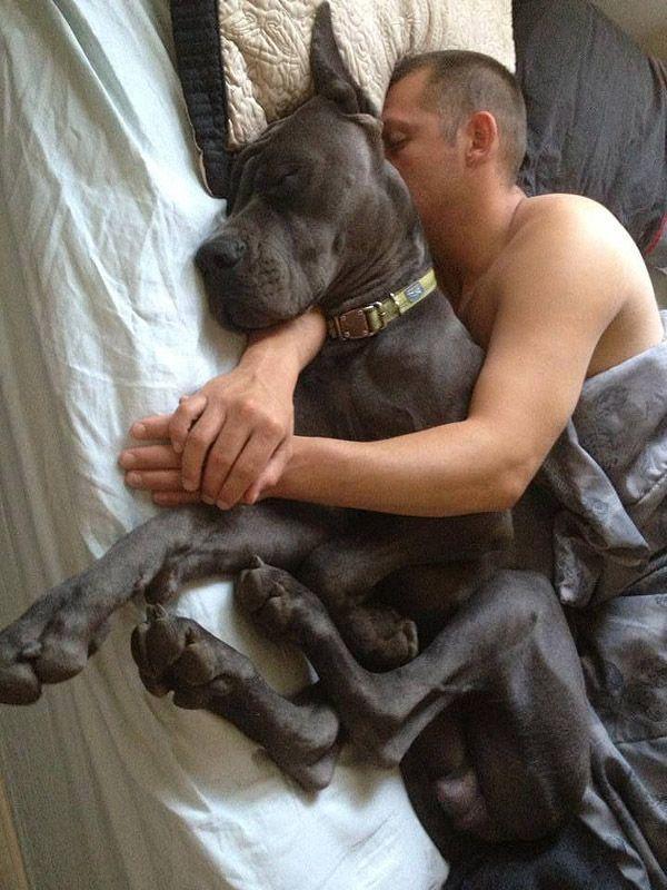Фотография: Большие собаки, которых нельзя не любить №14 - BigPicture.ru