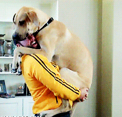 Фотография: Большие собаки, которых нельзя не любить №17 - BigPicture.ru