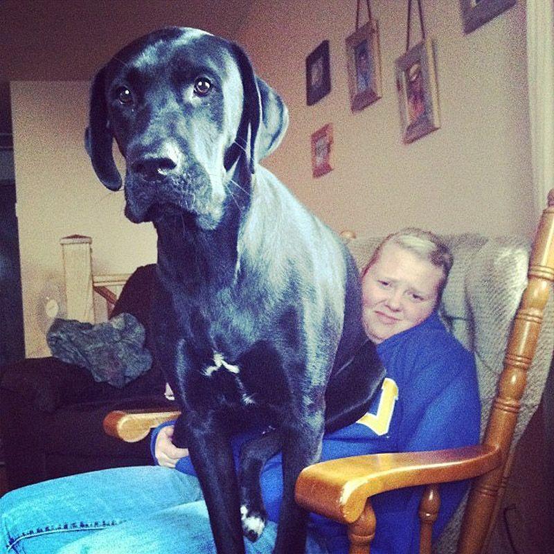 Фотография: Большие собаки, которых нельзя не любить №19 - BigPicture.ru