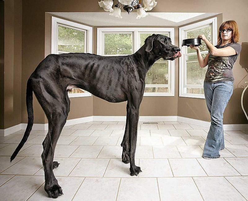 Фотография: Большие собаки, которых нельзя не любить №1 - BigPicture.ru