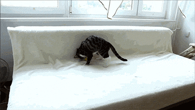 Фотография: 30 примеров слишком любопытных кошек №2 - BigPicture.ru