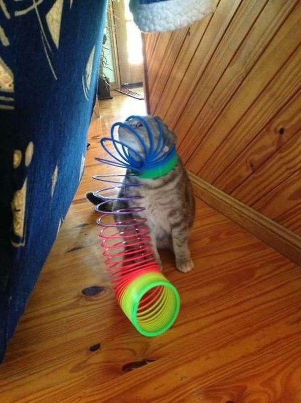 Фотография: 30 примеров слишком любопытных кошек №23 - BigPicture.ru