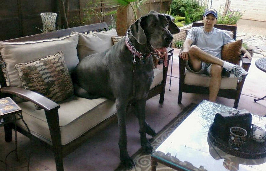 Фотография: В США умерла самая большая собака в мире №8 - BigPicture.ru