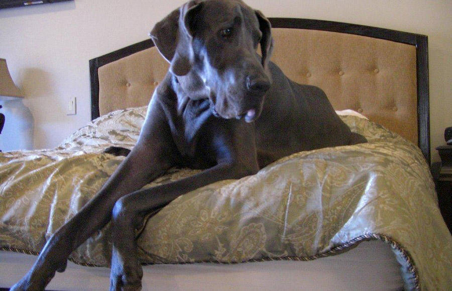 Фотография: В США умерла самая большая собака в мире №7 - BigPicture.ru